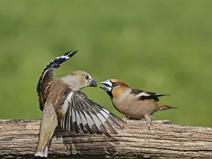 Southern Germany Nest Prints: KernbeiBer
Kernbeier
