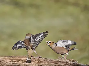 Southern Germany Nest Prints: KernbeiBer
Kernbeier