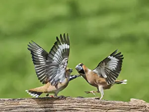 Southern Germany Nest Prints: KernbeiBer
Kernbeier
