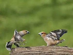 Southern Germany Nest Prints: KernbeiBer
Kernbeier