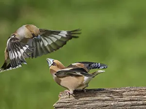 Southern Germany Nest Prints: KernbeiBer
Kernbeier