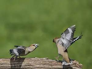 Southern Germany Nest Prints: KernbeiBer
Kernbeier