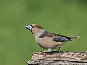 Southern Germany Nest Prints: KernbeiBer
Kernbeier