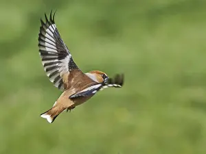 Southern Germany Nest Prints: KernbeiBer
Kernbeier