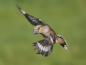 Southern Germany Nest Prints: KernbeiBer
Kernbeier