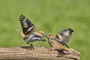 Southern Germany Nest Prints: KernbeiBer
Kernbeier