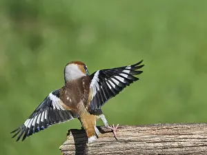 Southern Germany Nest Prints: KernbeiBer
Kernbeier