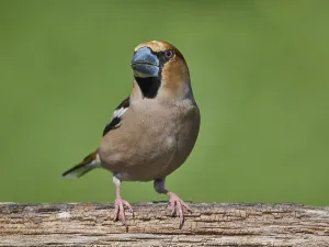 Southern Germany Nest Prints: KernbeiBer
Kernbeier