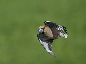 Southern Germany Nest Prints: KernbeiBer
Kernbeier
