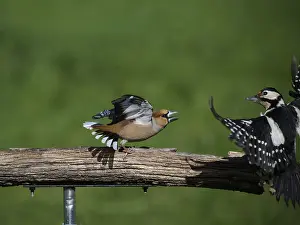 Southern Germany Nest Prints: KernbeiBer
Kernbeier
