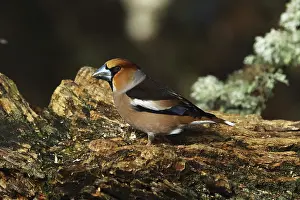 Prints of Kernbeiser, Coccothraustes Coccothraustes, looking for food, Burbach North Rhine-Westphalia Hawfinch Prints: Kernbeiser Print, Burbach North Rhine-Westphalia