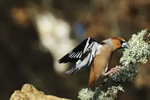 Prints of Kernbeiser, Coccothraustes Coccothraustes, in flight, Burbach North Rhine-Westphalia Hawfinch Prints: Kernbeiser in Flight Print, North Rhine-Westphalia