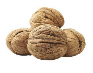 White Background Nuts Prints: Kernel walnuts isolated on the white background