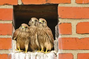 Young Kestrel Prints: Kestrel