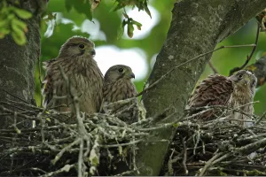 Young Animal Behavior Prints: Kestrel