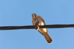 Birds Searching For Food Prints: Kestrel with mouse