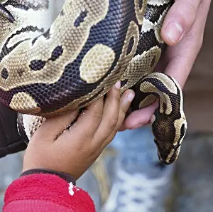 Constrictor Snake Prints: Kid and zookeeper holding a python regius snake