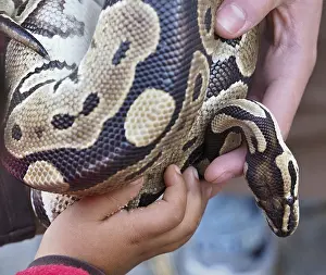Wildlife Education Prints: Kid and zookeeper holding a python snake