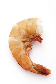 Prints of King prawn King Prawn Prints: King Prawn Print - Freshwater Species