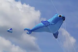 Prints of A kite in the sky Phocidae Prints: A Kite in the Sky Print
