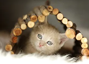 6 Week Old Kitten Prints: Kitten, 6 weeks, playing