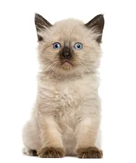 Domestic Cat Image Prints: Kitten in front of white background