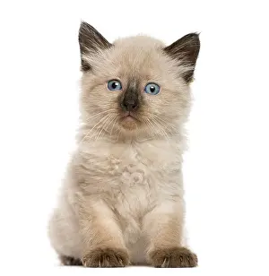 Blue Eyed Kitten Prints: Kitten in front of white background
