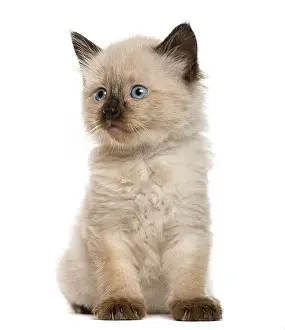 Domestic Cat Image Prints: Kitten in front of white background