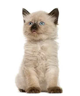 Funny Cat Pictures Prints: Kitten in front of white background