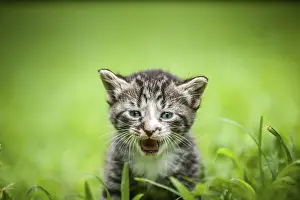 Deserted Landscape Photo Prints: Kitty in grass