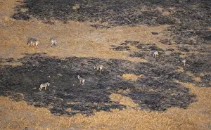 Isolated Locations Prints: Klei