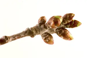 Cherry Blossom Prints: knospen from a cherry tree
