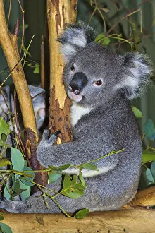 Marsupial Animals Prints: Koala Closeup