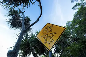 Prints of Koala warning sign, warning, caution, animals, attention, sign, traffic, traffic sign in Australia Koala Prints: Koala Warning Sign Print from Australia