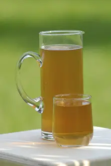 Citrus Fruit Tea Prints: Kombucha