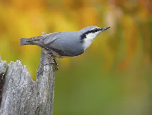 Close Up Bird Photography Prints: L5OHfrapEfg