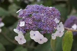 Central Europe Blooming Plants Prints: Lace hydrangea (Hydrangea), Saxony, Germany