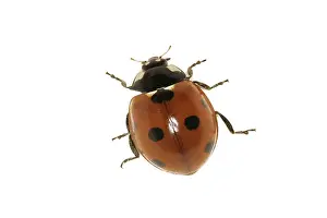 Prints of Ladybird Ladybug Prints: Ladybird Ladybird Print by John Anster Fitzgerald