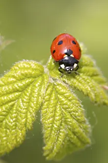 Ladybird Close Up Prints: A Ladybird on a leaf close up