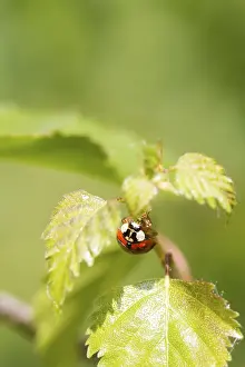 Nature Insect Images Prints: Ladybird on a leaf close up
