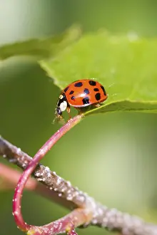 Nature Insect Images Prints: Ladybird on a leaf close up
