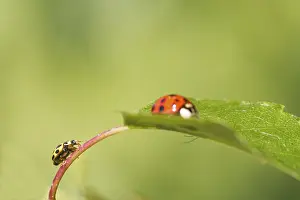 Nature Insect Images Prints: Ladybird on a leaf close up