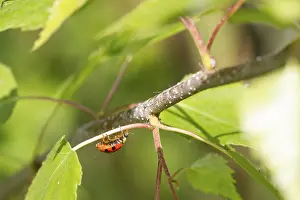 Nature Insect Images Prints: Ladybird on a leaf close up