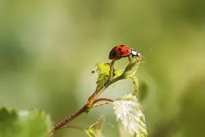 Animal Habitat Images Prints: Ladybird on a leaf close up