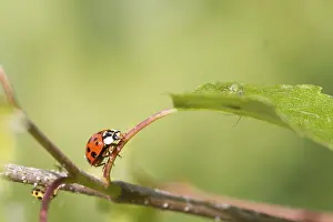 Insect Fauna Photography Prints: Ladybird on a leaf close up