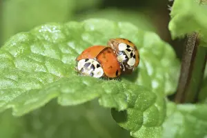 Nature Macro Photography Prints: Ladybug, mating, beetle, macro
