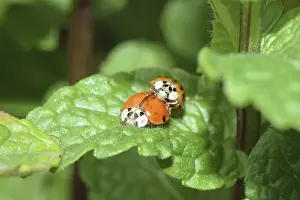 Animal Couple In Nature Prints: Ladybug, mating, beetle, macro