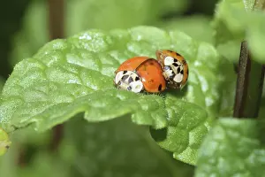 Macro Beetle Photography Prints: Ladybug, mating, beetle, macro