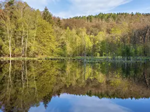Spring Forest Landscape Prints: Lake in spring, forest reflected on the shore