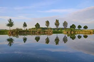 Row Of Trees Landscape Prints: Lake in spring with row of trees and reflection